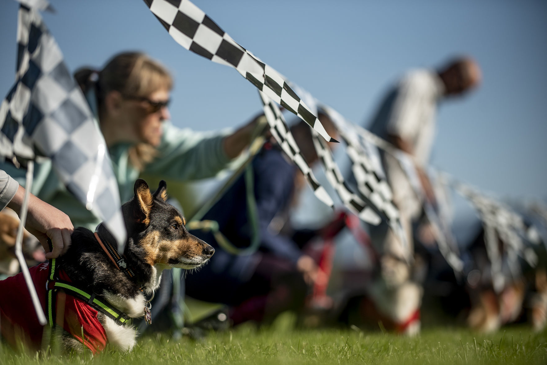 Corgi competitors at the ready